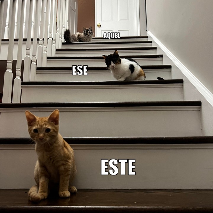 Tres gatos a diferentes distancias: este gato, ese gato y aquel gato